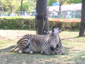 ZEBRA.JPG - 30,465BYTES