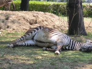 ZEBRA2.JPG - 35,968BYTES