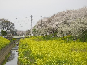 SAKURA200713.JPG - 28,701BYTES