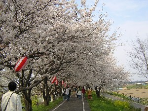 SAKURA20075.JPG - 39,473BYTES