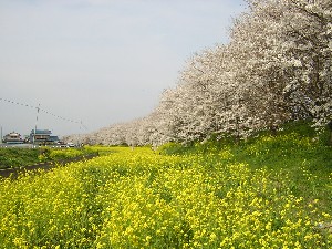 SAKURA20076.JPG - 34,615BYTES