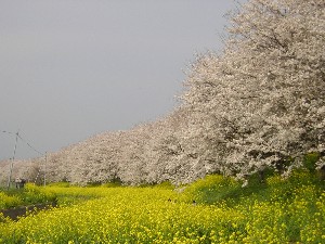 SAKURA20078.JPG - 28,491BYTES